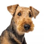 Airedale Terrier