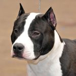l’Amstaff