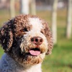 lagotto romagnolo