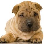 Shar Pei