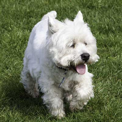 West Highland White Terrier