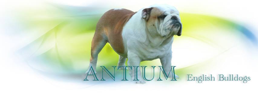Antium