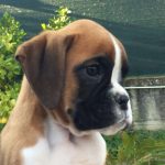 il Boxer