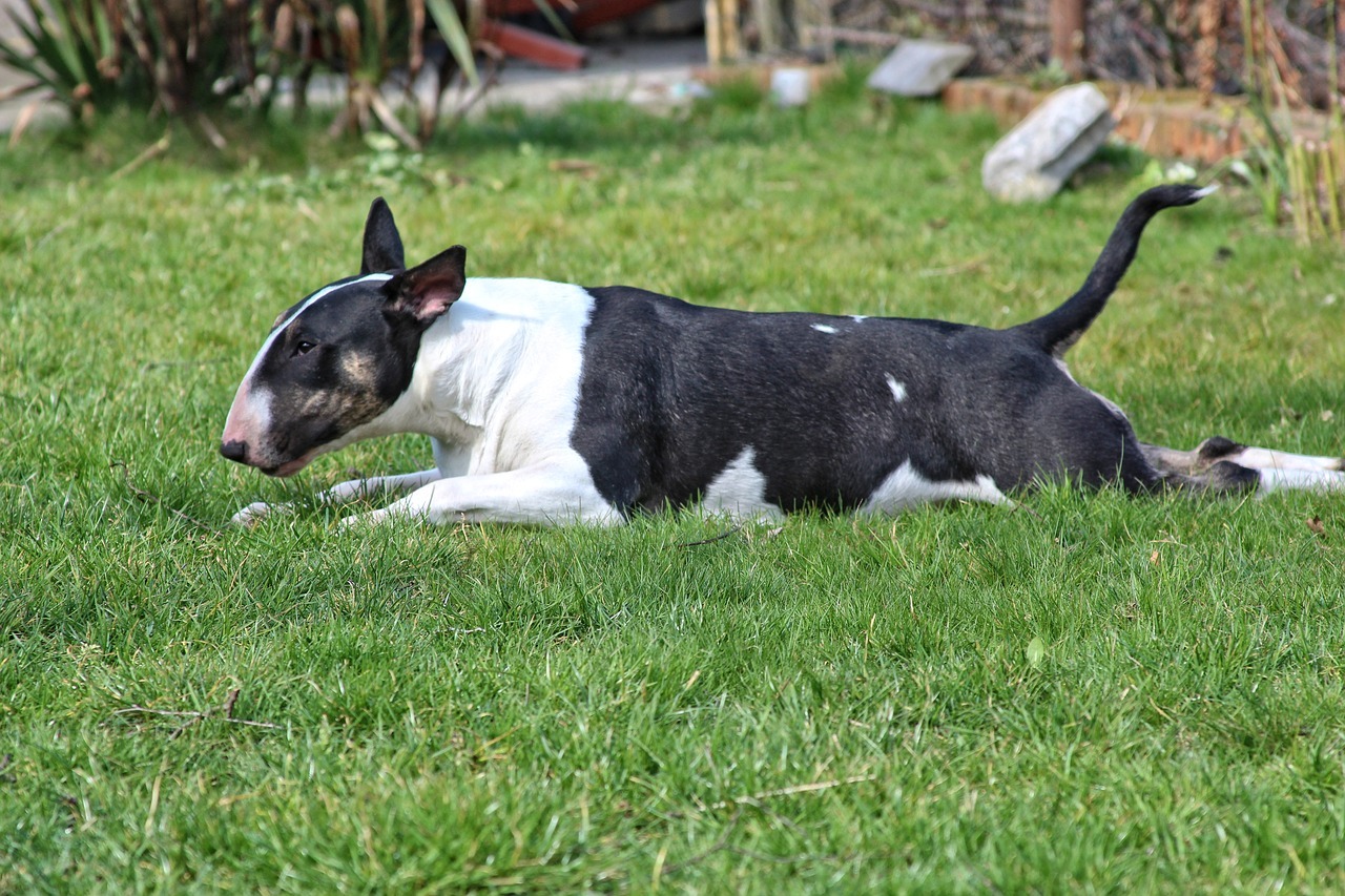 il Bull Terrier