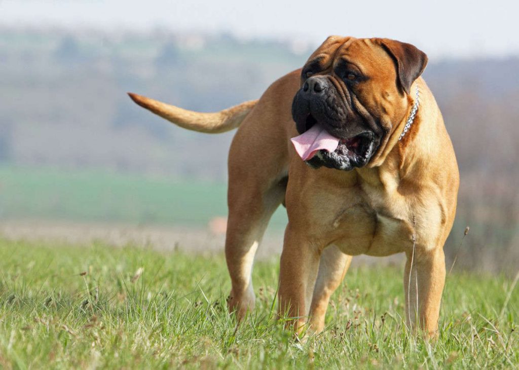 bullmastiff