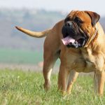 bullmastiff