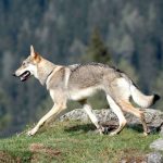 cane lupo cecoslovacco