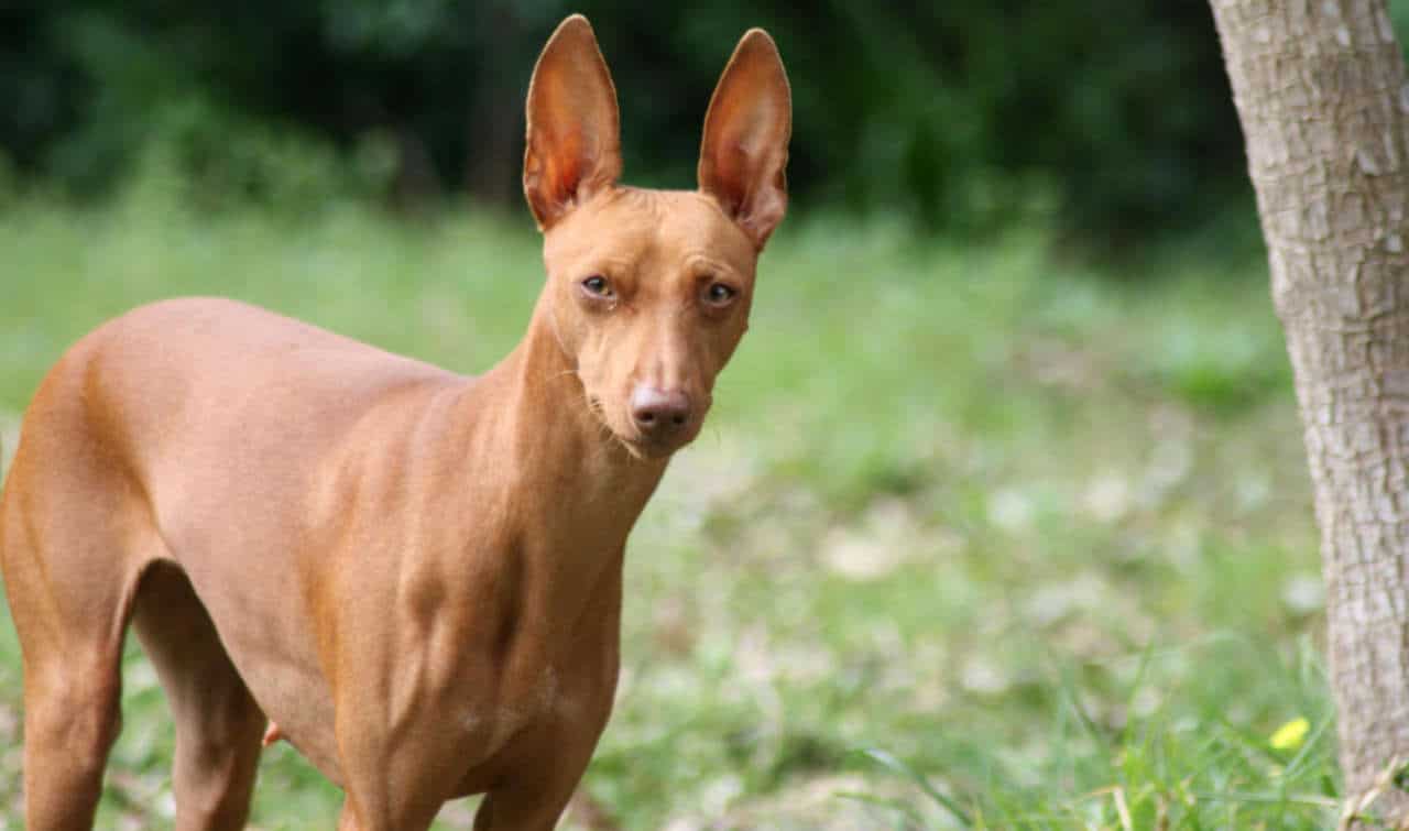 il Cirneco dell’Etna