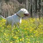 il dogo argentino