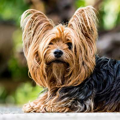 Yorkshire Terrier
