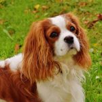 Cavalier King Charles Spaniel