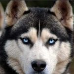 Siberian Husky