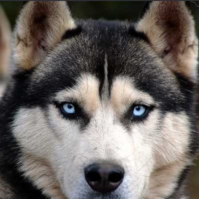 Siberian Husky