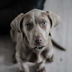 Weimaraner