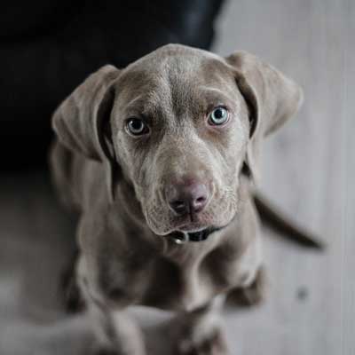 Weimaraner