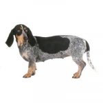 Griffon Bleu De Gascogne