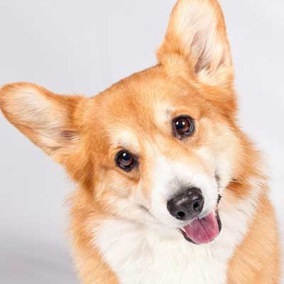 Welsh Corgi Pembroke