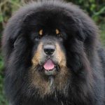 Tibetan Mastiff