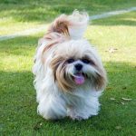 Shih Tzu