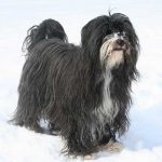 Tibetan Terrier