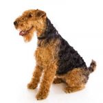 Welsh Terrier