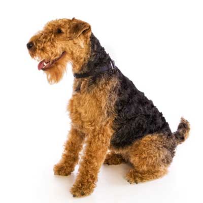 Welsh Terrier