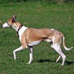 Whippet