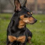 Zwergpinscher