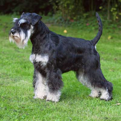 Zwergschnauzer
