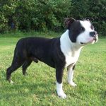 Staffordshire Bull Terrier