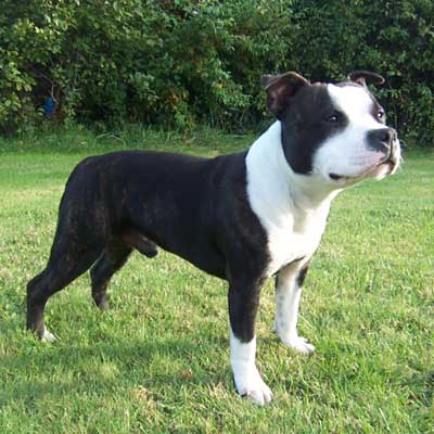 Staffordshire Bull Terrier