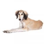 Saluki