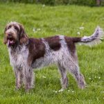 Spinone Italiano