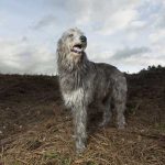 Deerhound