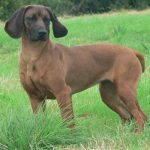 Bayerischer Gebirgsschweisshund