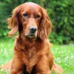 Setter Irlandese Rosso