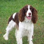 Springer Spaniel Inglese