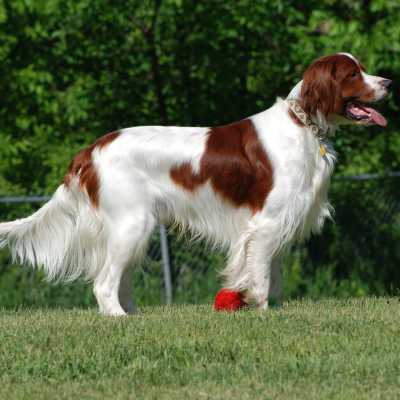 Setter Irlandese Rosso-Bianco