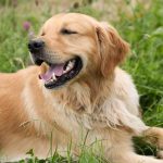 il Golden Retriever