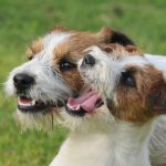 il Jack Russell Terrier
