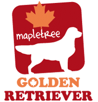 Maple tree