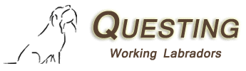 Questing Q