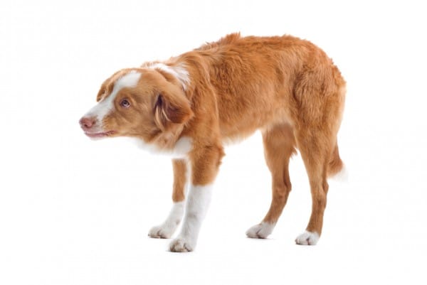 cane spaventato