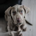 weimaraner
