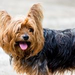 yorkshire terrier