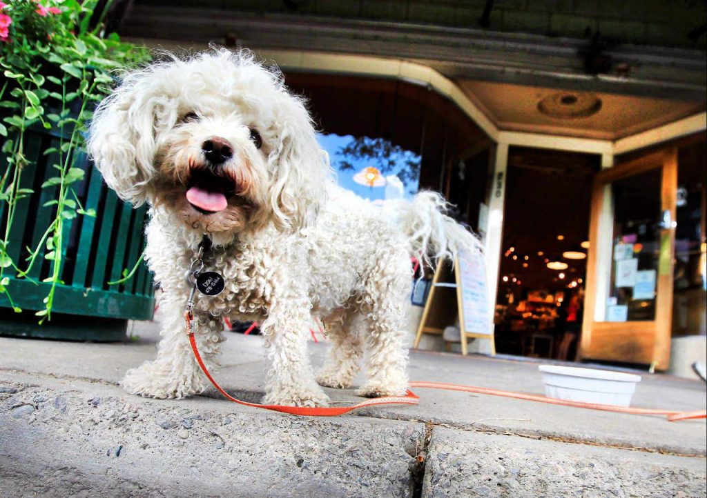 cane fuori da un negozio