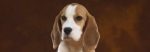 il Beagle