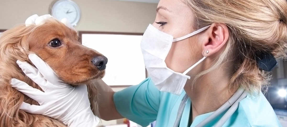 Dove sono i migliori veterinari?