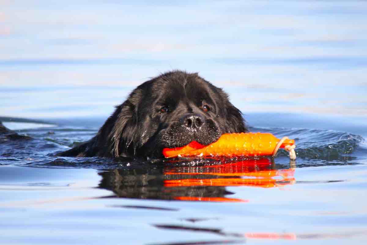 Salvataggio in acqua: le razze più indicate