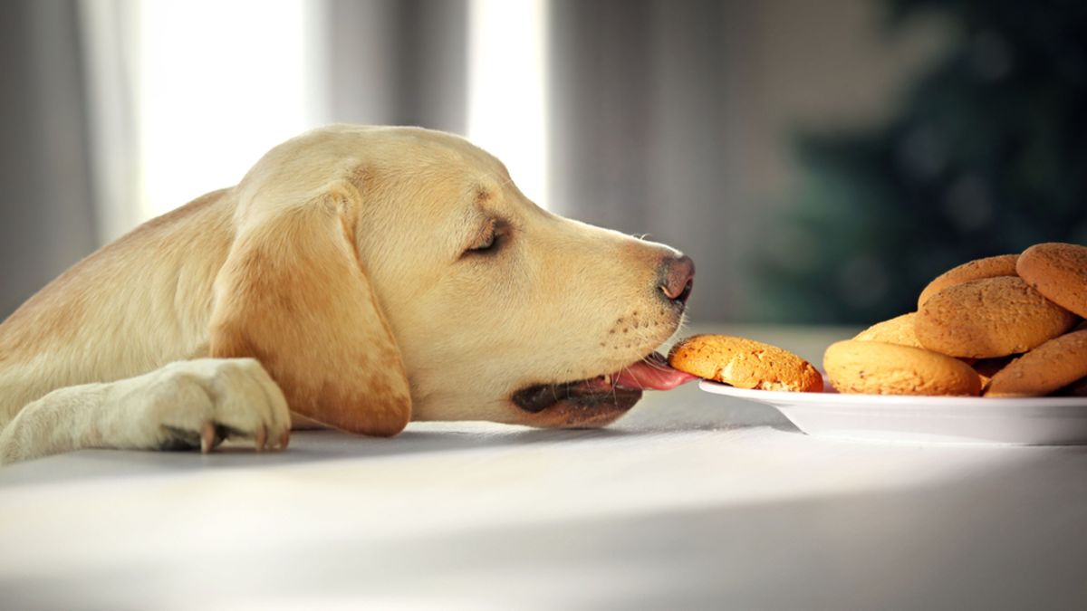 Il Labrador è un mangione? Si! E il motivo è semplice